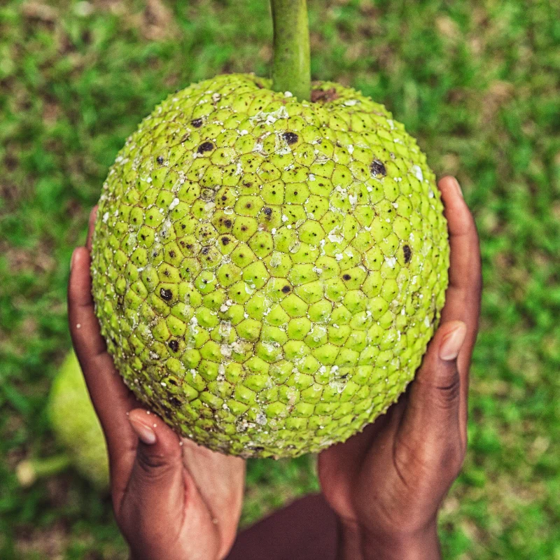 Tropical Sun Jamaican Breadfruit - Brotfrucht 540 g