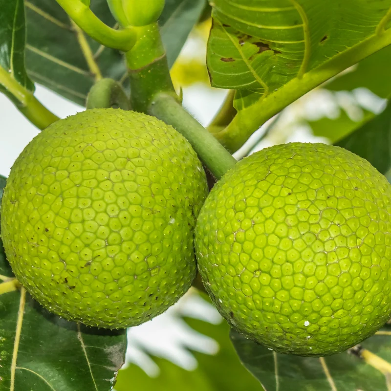 Tropical Sun Jamaican Breadfruit - Brotfrucht 540 g