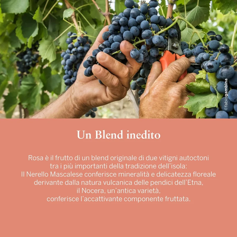 ROSA Dolce&Gabbana e Donnafugata 2020 Sicilia Doc Rosato - in astuccio, 0,75 L